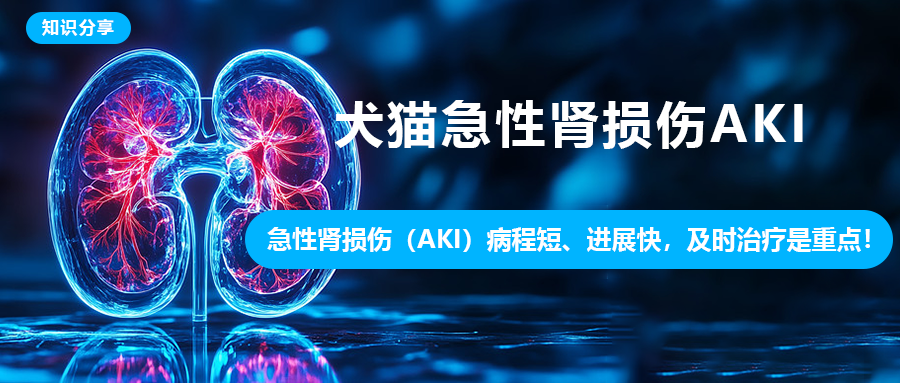 知识分享|犬猫急性肾损伤AKI