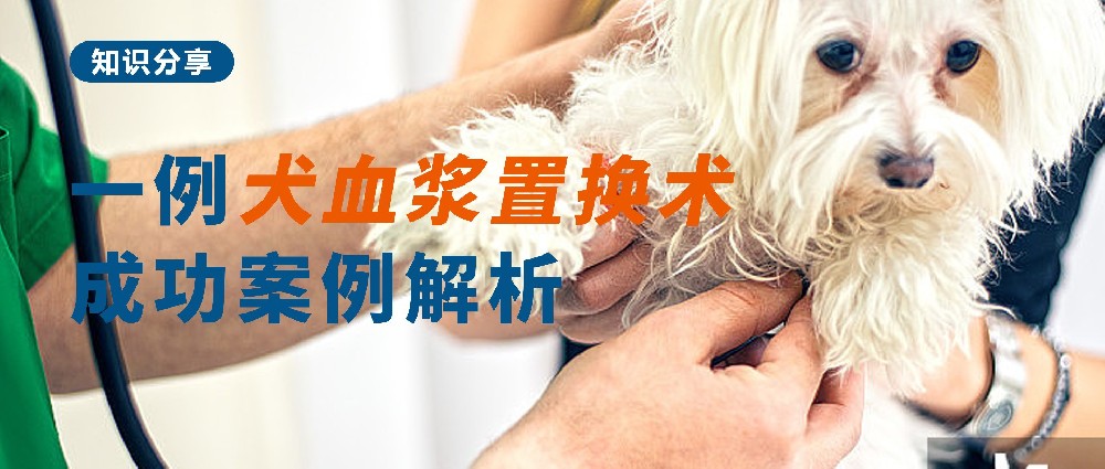 知识分享|一例犬血浆置换术成功案例解析