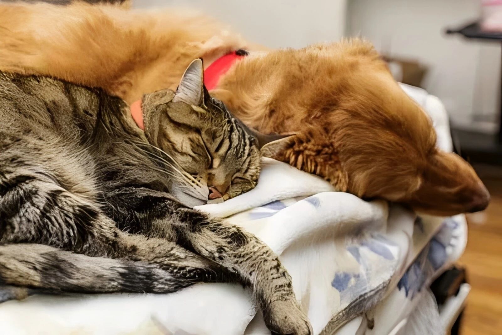 1762225669211636.jpg d3c37ccae963d3b24f291a2fb34bf2e3.jpg